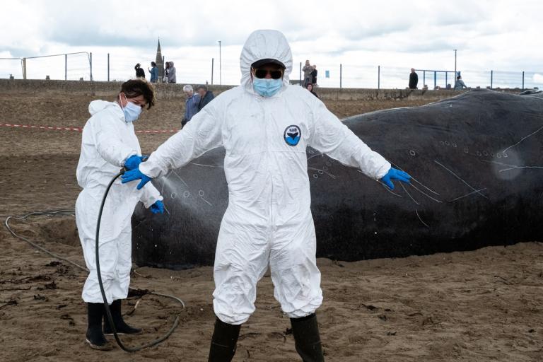 Image of two actors dressed as scientists standing in front of a life-size whale model and pretending to disinfect their costumes.