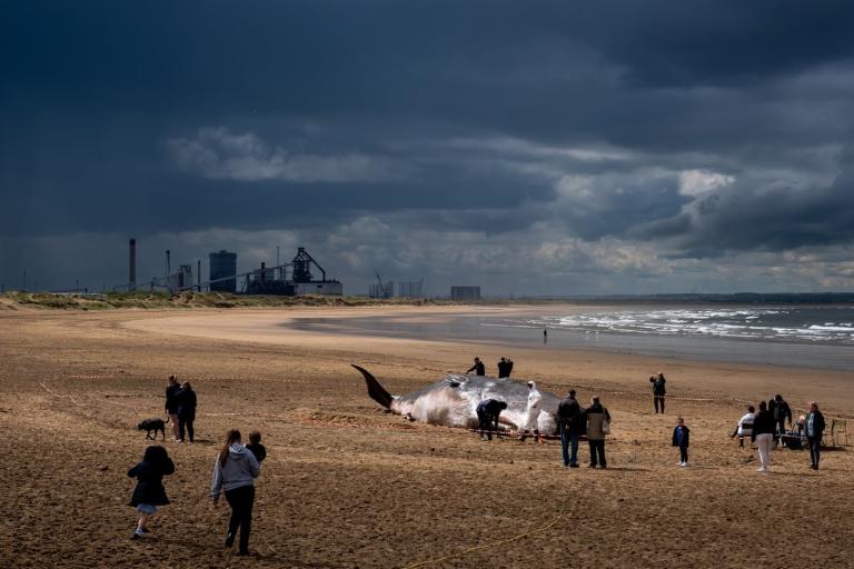 Image of a life-size whale sculpture on the Redcar beach surrounded by people.